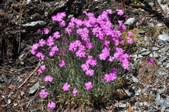 Dianthus gratianopolitanus