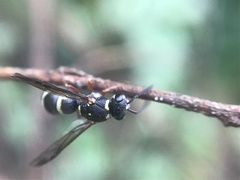 Parancistrocerus minimoferus
