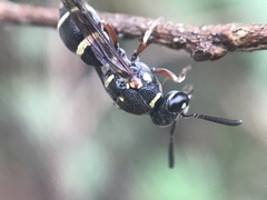 Parancistrocerus minimoferus