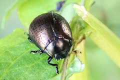 Chrysolina vernalis vernalis
