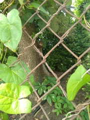 Sciurus carolinensis