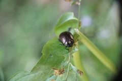 Chrysolina vernalis vernalis