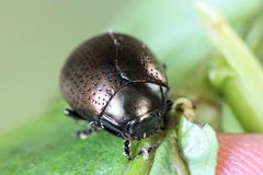 Chrysolina vernalis vernalis