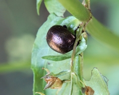 Chrysolina vernalis vernalis