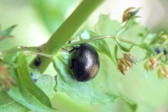 Chrysolina vernalis vernalis