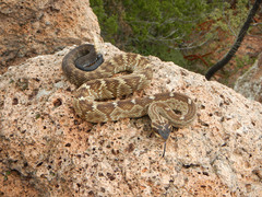Crotalus molossus