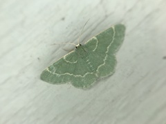 Chlorochlamys phyllinaria