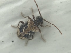 Ptinus texanus