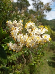 Miconia crocea