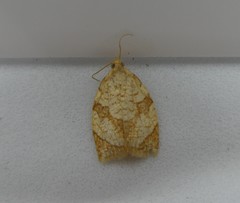 Adoxophyes negundana