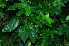 Claoxylon brachyandrum