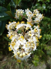 Miconia crocea