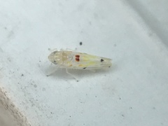 Erythroneura octonotata