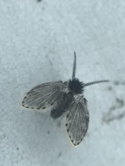 Lepiseodina conspicua