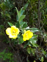 Columellia oblonga