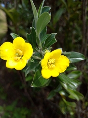 Columellia oblonga