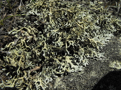 Xanthoparmelia chlorochroa