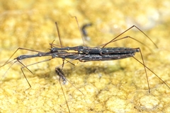 Hydrometra stagnorum