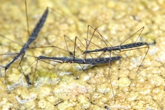 Hydrometra stagnorum