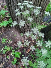 Anthriscus sylvestris