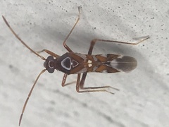 Sericophanes heidemanni