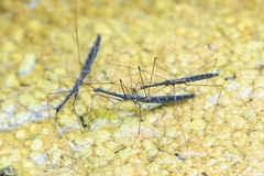 Hydrometra stagnorum