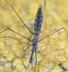 Hydrometra stagnorum