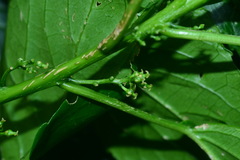 Claoxylon brachyandrum