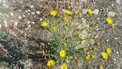 Heterotheca grandiflora