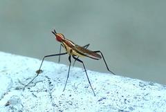 Telostylinus lineolatus