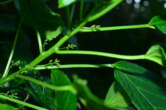 Claoxylon brachyandrum