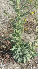 Heterotheca grandiflora