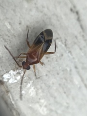 Ceratocapsus modestus