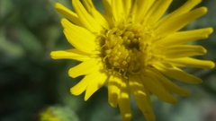 Heterotheca grandiflora