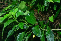 Claoxylon brachyandrum