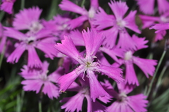 Dianthus gratianopolitanus