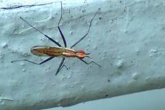 Telostylinus lineolatus