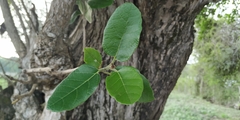 Cordia dodecandra