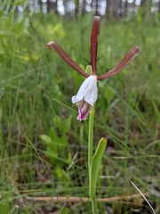 Cleistesiopsis oricamporum