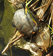Trachemys scripta scripta