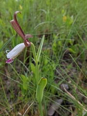Cleistesiopsis oricamporum