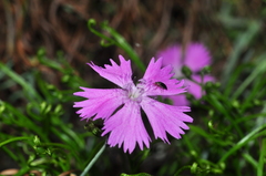 Dianthus gratianopolitanus