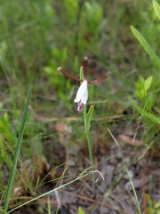 Cleistesiopsis oricamporum