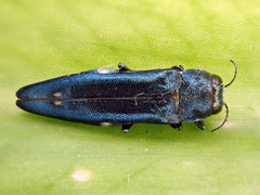 Agrilus biguttatus