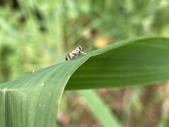 Tachycixius venustulus