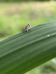Tachycixius venustulus