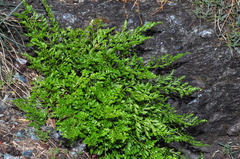 Asplenium cuneifolium
