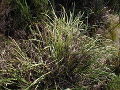 Cymbopogon pospischilii