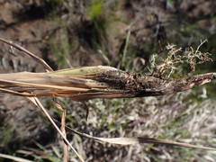 Cymbopogon pospischilii