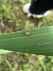Tachycixius venustulus